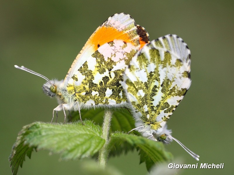 Anthocharis cardamines Pieridae